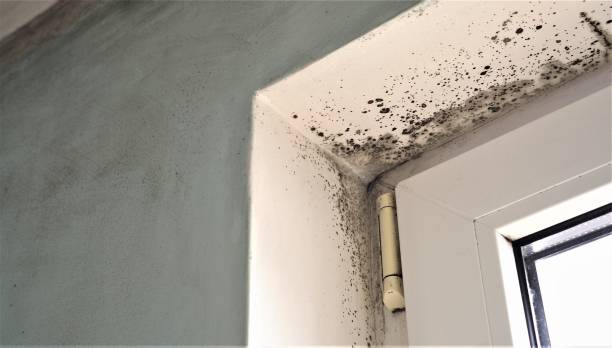 Mold Odor Removal Services in Wonder Lake, IL